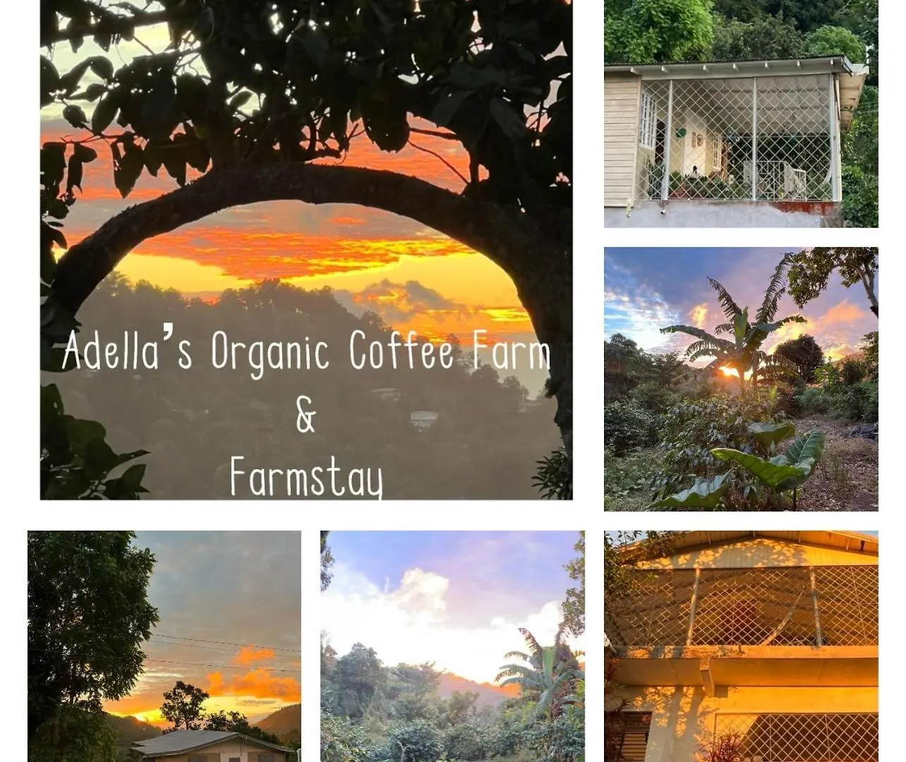 Adella'S Blue Mountain Coffee Farmstay Kingston Vakantieboerderij